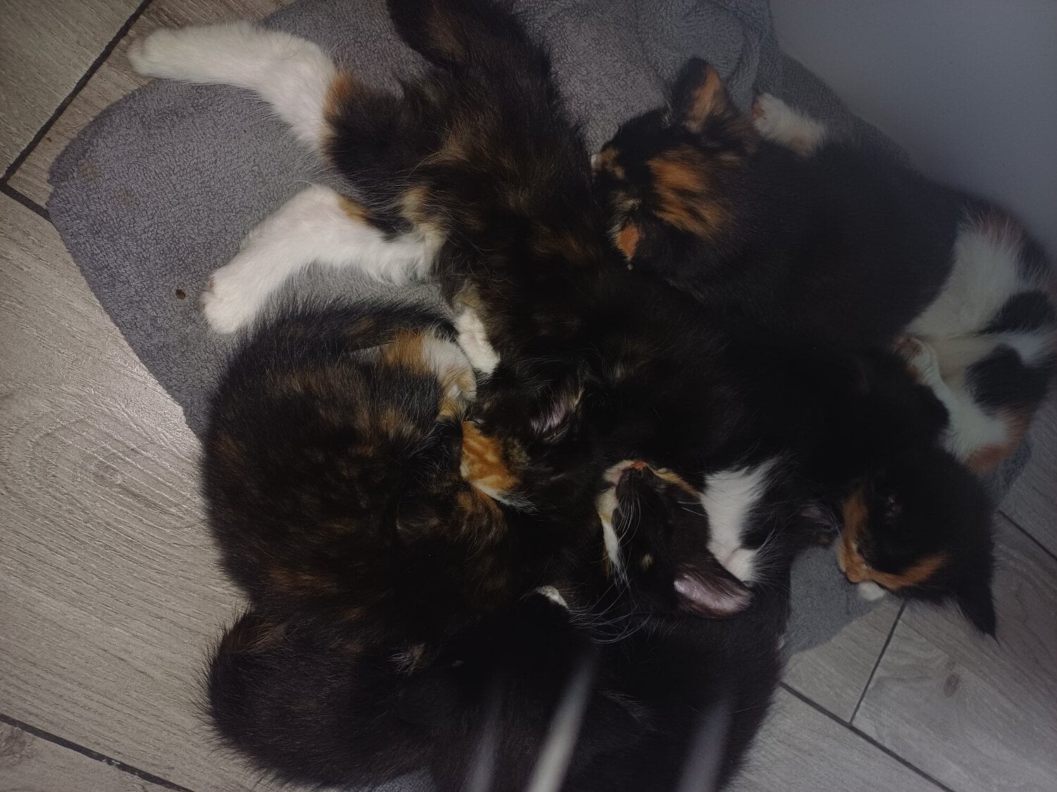 Watford 7 beautiful kittens for sale