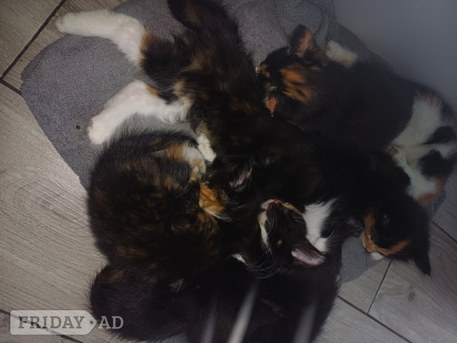 Watford 7 beautiful kittens for sale