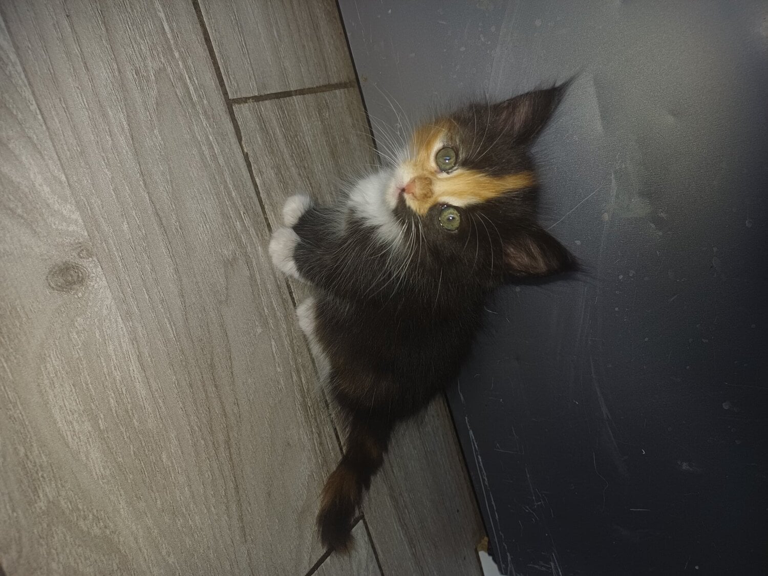 7 beautiful kittens for sale - Cats & Kittens in Watford