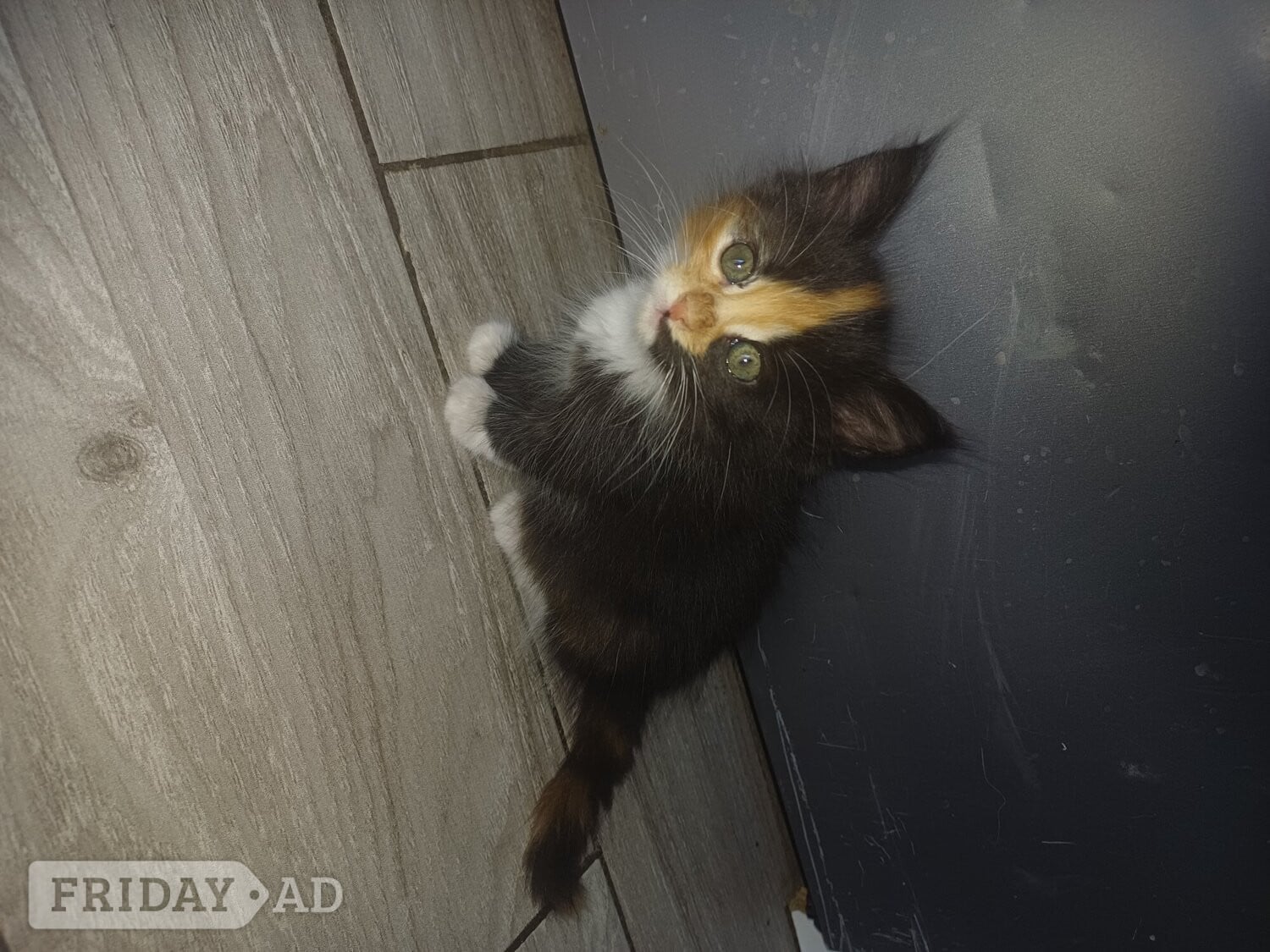 7 beautiful kittens for sale - Cats & Kittens in Watford