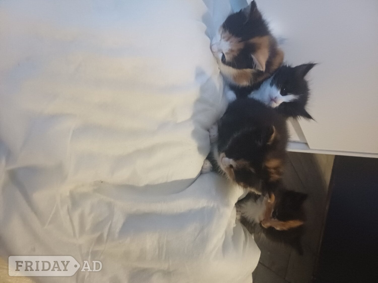 7 beautiful kittens for sale - Cats & Kittens