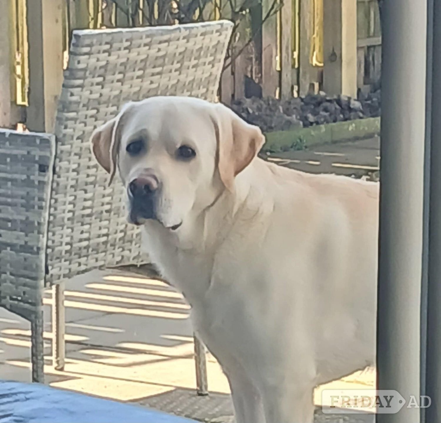 Ayr KC Reg Proven Labrador Stud 