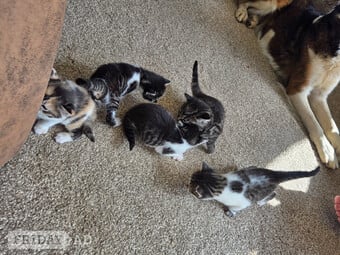 Calico kittens for sale 