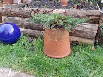 Vintage Rhubarb Kale Forcer Terracotta Planter Cottage Garden
