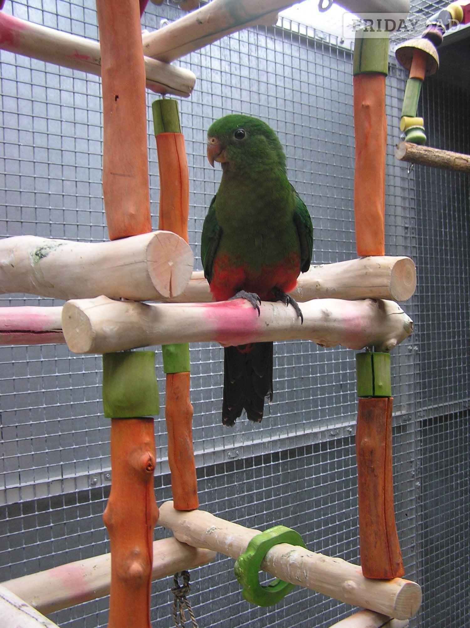  WANTED OR EXCHANGE FOR NEW BLOOD AUSTRALIAN KING  MALE .  in Abbots Langley