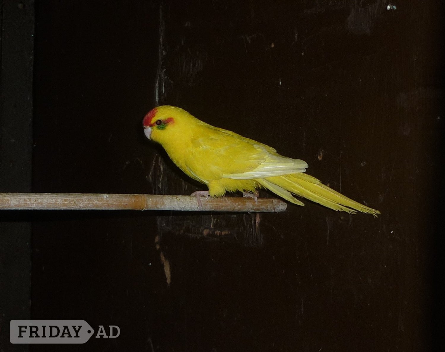 Kakariki x two young females