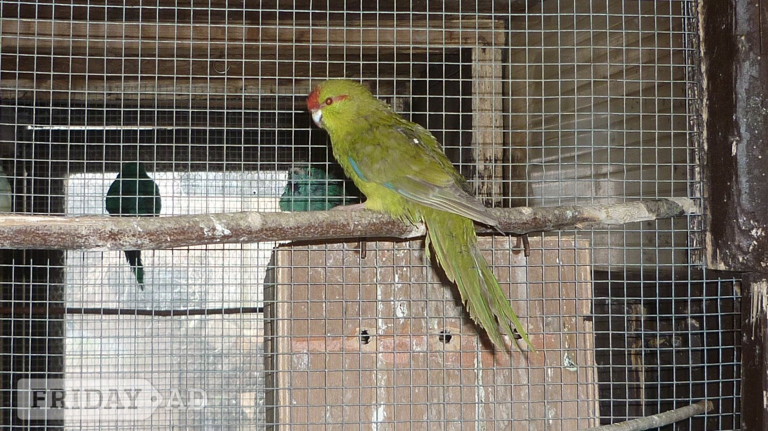 Washington Kakariki x two young females