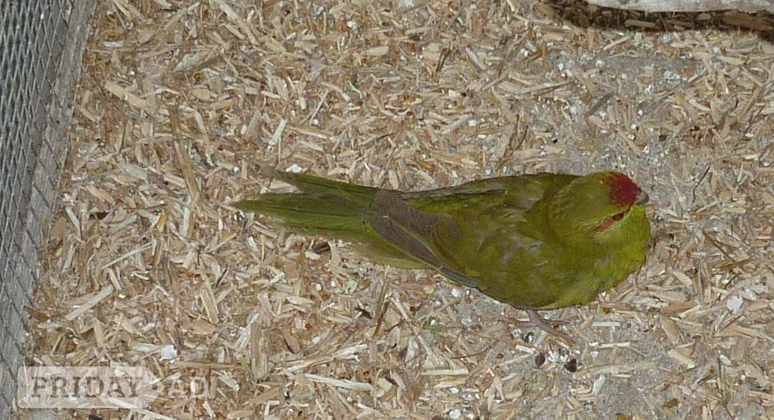 Kakariki x two young females - Birds in Washington
