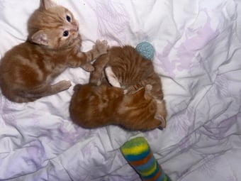 3 ginger boys 