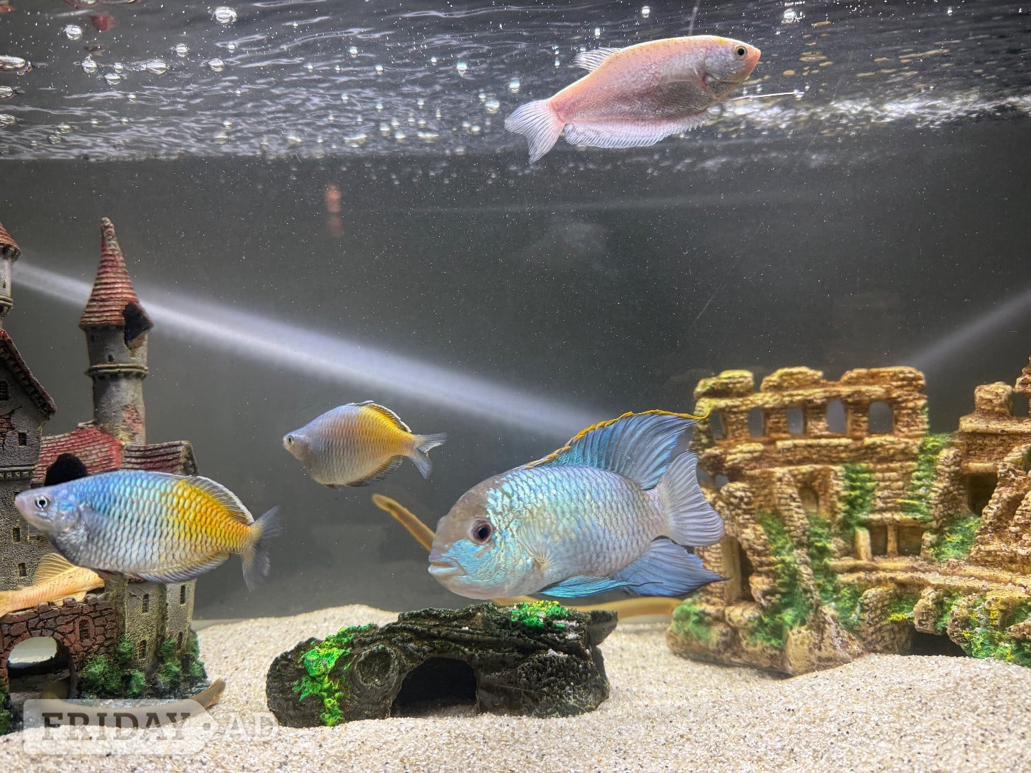 110l fish tank and stand with fish and cleaning equipment and food 