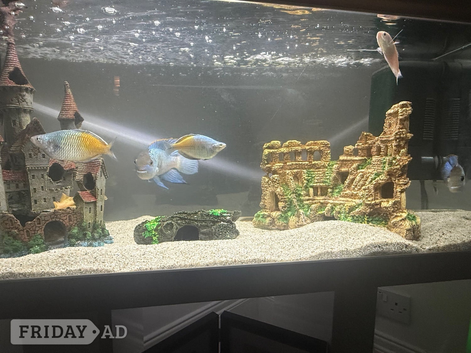 110l fish tank and stand with fish and cleaning equipment and food  - Fish & Aquatics in Hastings