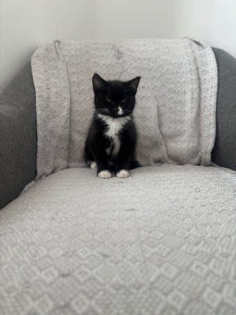  5 month old kitten free 