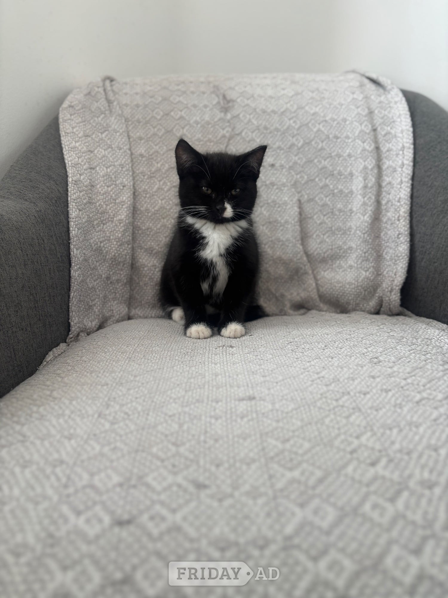  5 month old kitten free  in Hastings