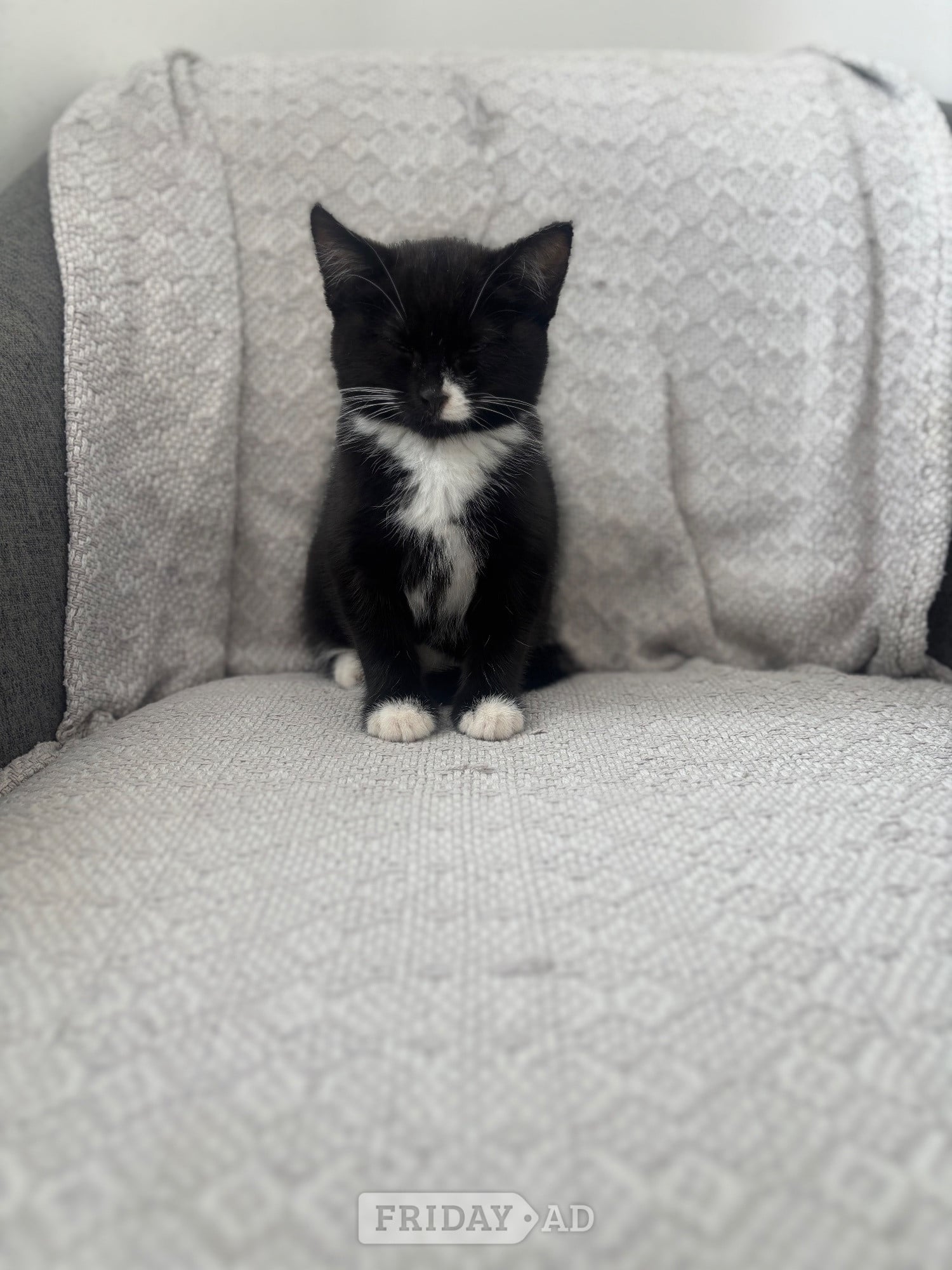  5 month old kitten free 