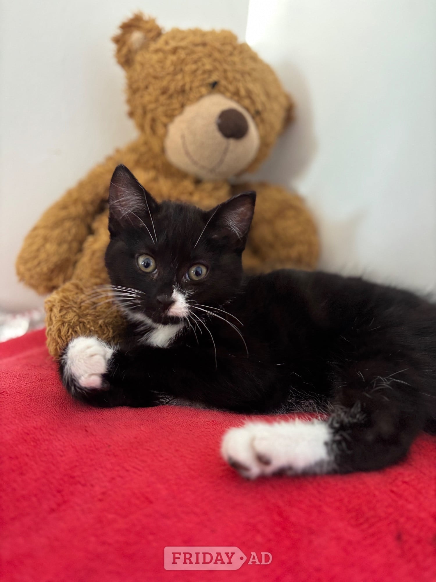 Hastings  5 month old kitten free 