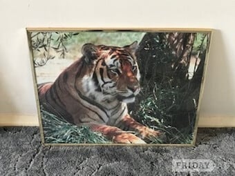 Tiger Gold Coloured Frame