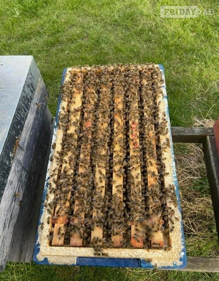 Bee Hive, National, Hive, Honey,NUC,Nucleus,Bee colony Beehive 14X12, Langstroth,Flow - Insects & Spiders