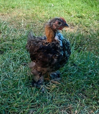 Young Pekin cockerel 