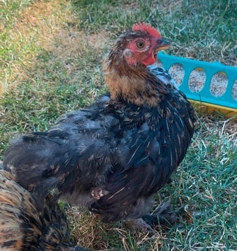 Young Pekin cockerel 