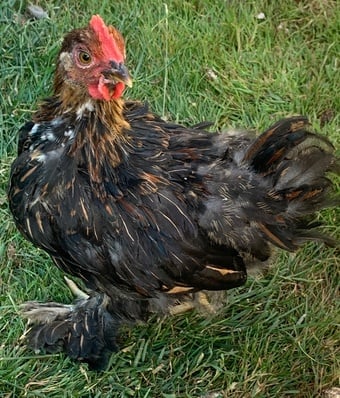 Young Pekin cockerel 