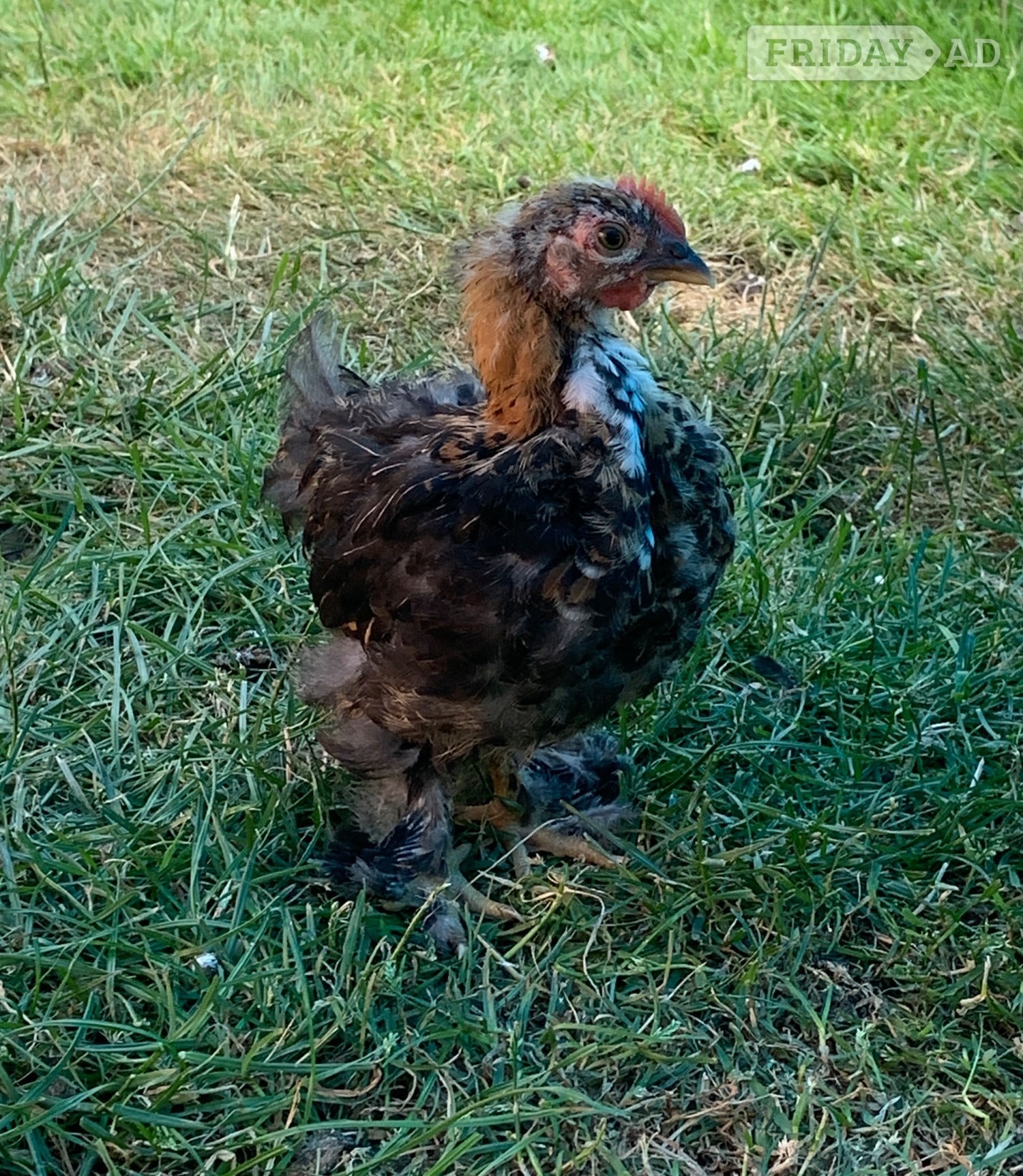 Young Pekin cockerel  in Birmingham
