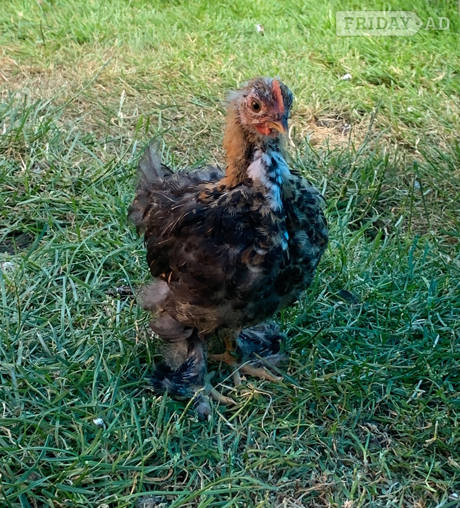 Young Pekin cockerel 