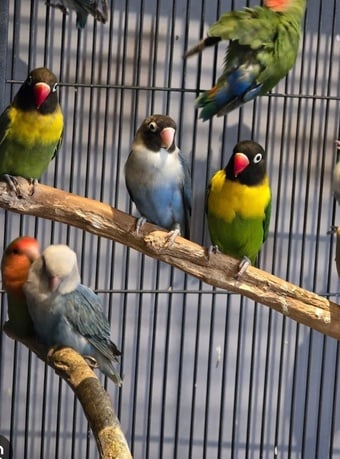 Lots of love birds some in pairs 