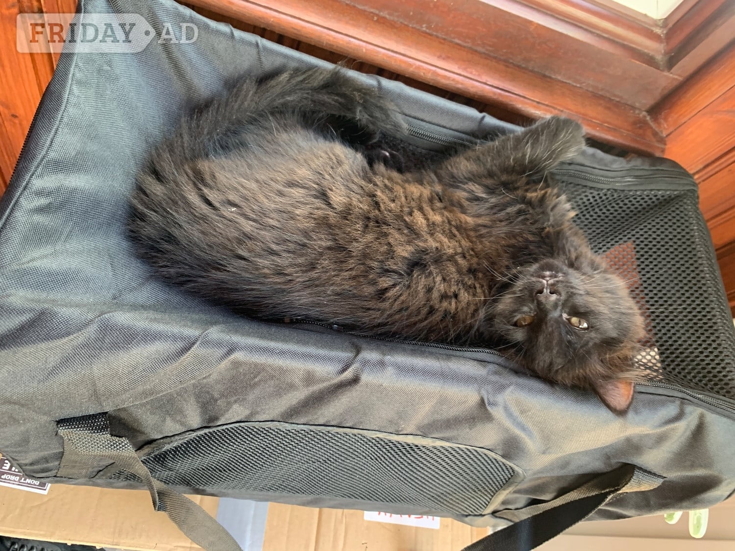 Super Black Fluffy Kitten Boy - 11 Weeks Ready Now for His Forever Home
