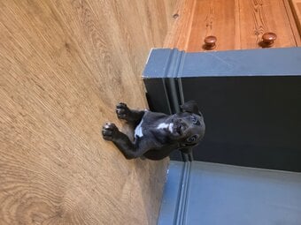 Whippets for sale 