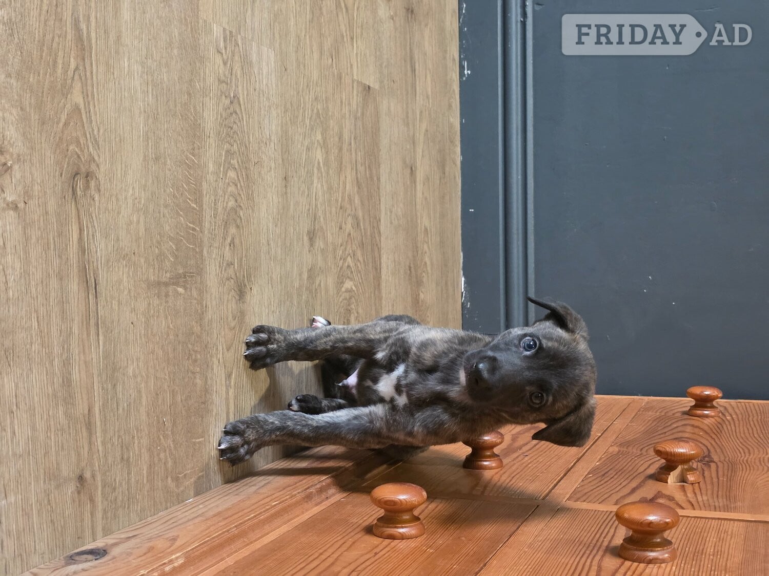 Whippets for sale 