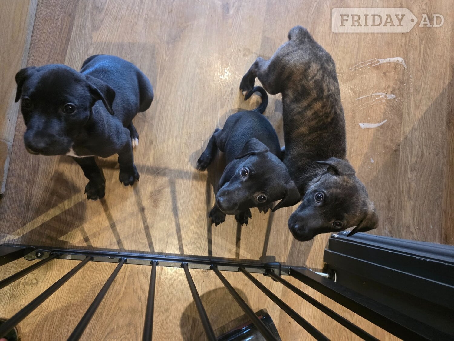 Heathfield Whippets for sale 