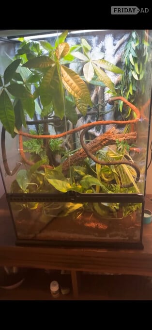 Vivarium for a chameleon