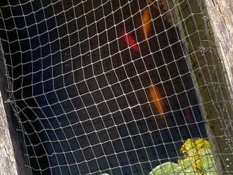 Free large Gold fish 
