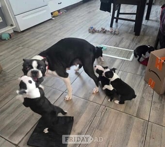 boston terriers full-breed