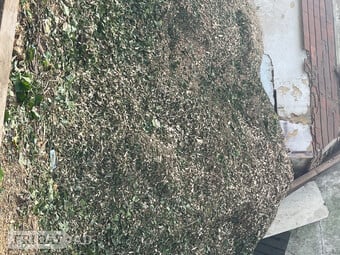 Wood Chips for free