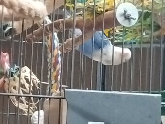 3 female love birds one male 