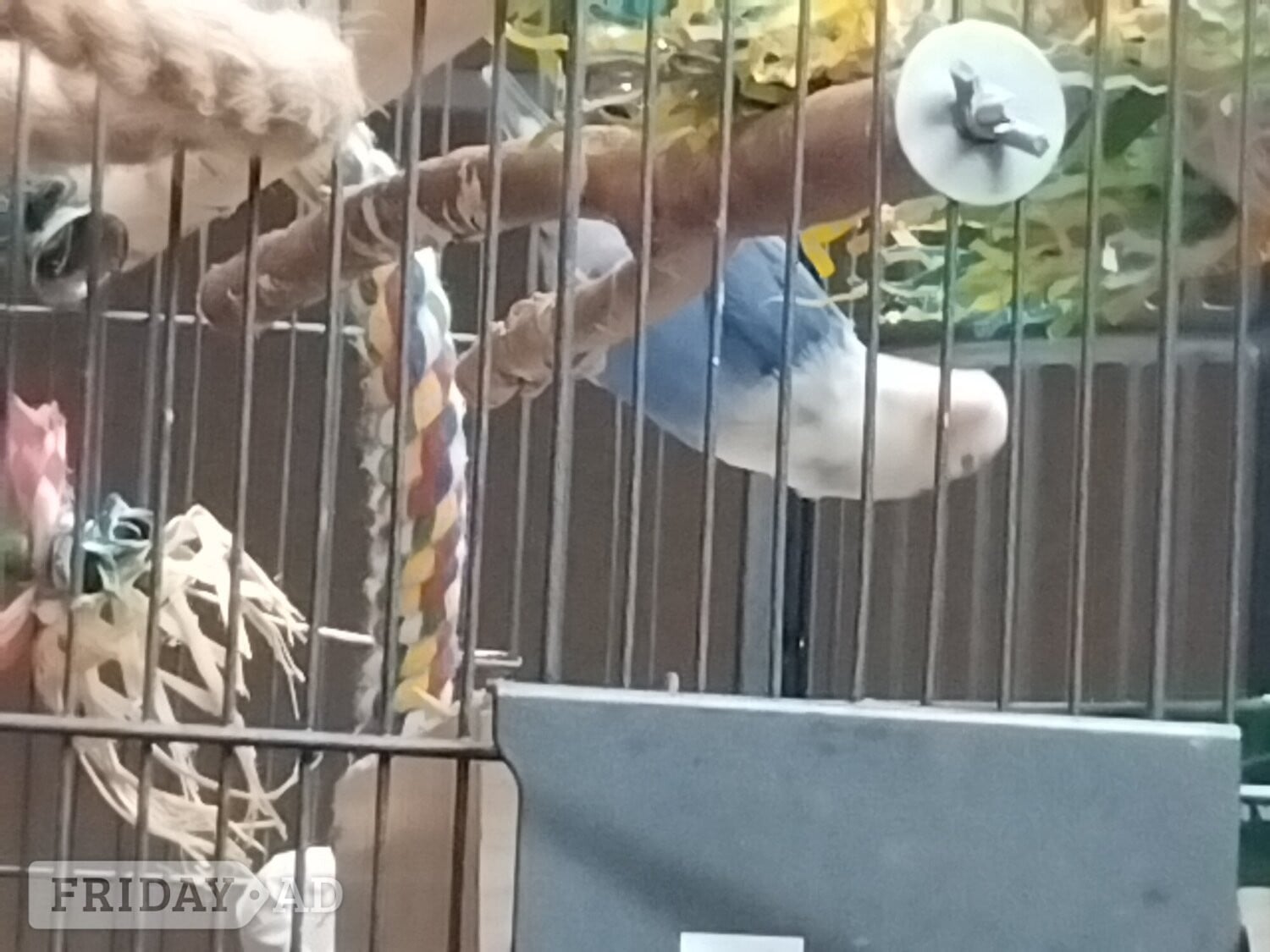 3 female love birds one male  in Bognor Regis