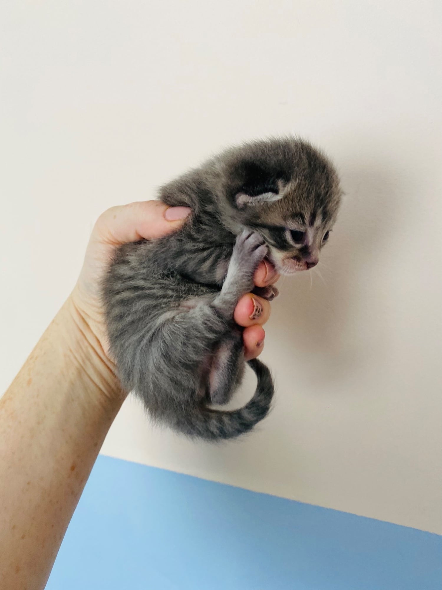 Portsmouth Grey tabby female 