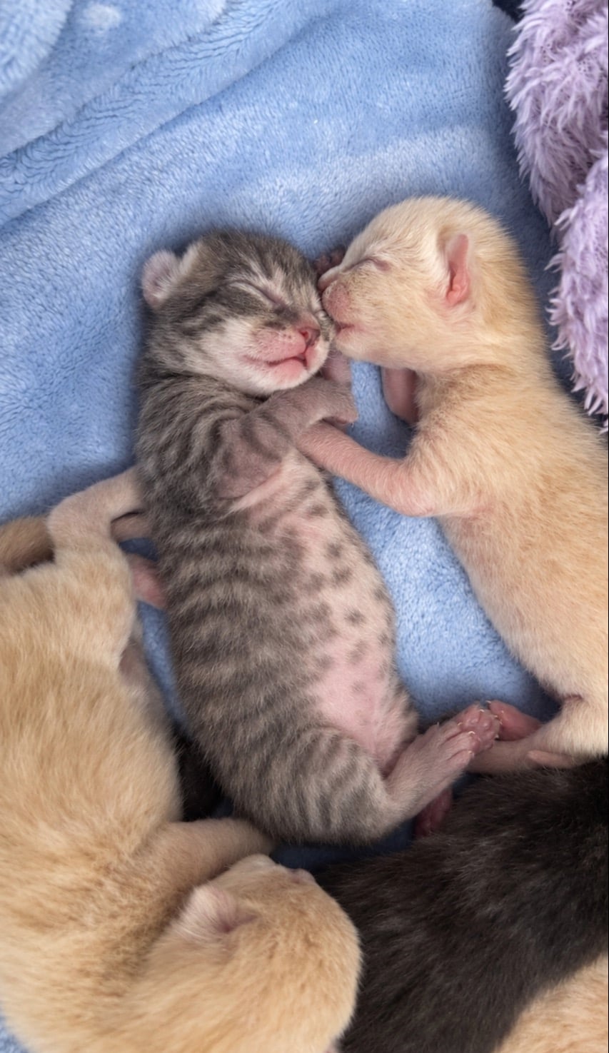 Grey tabby female  - Cats & Kittens in Portsmouth