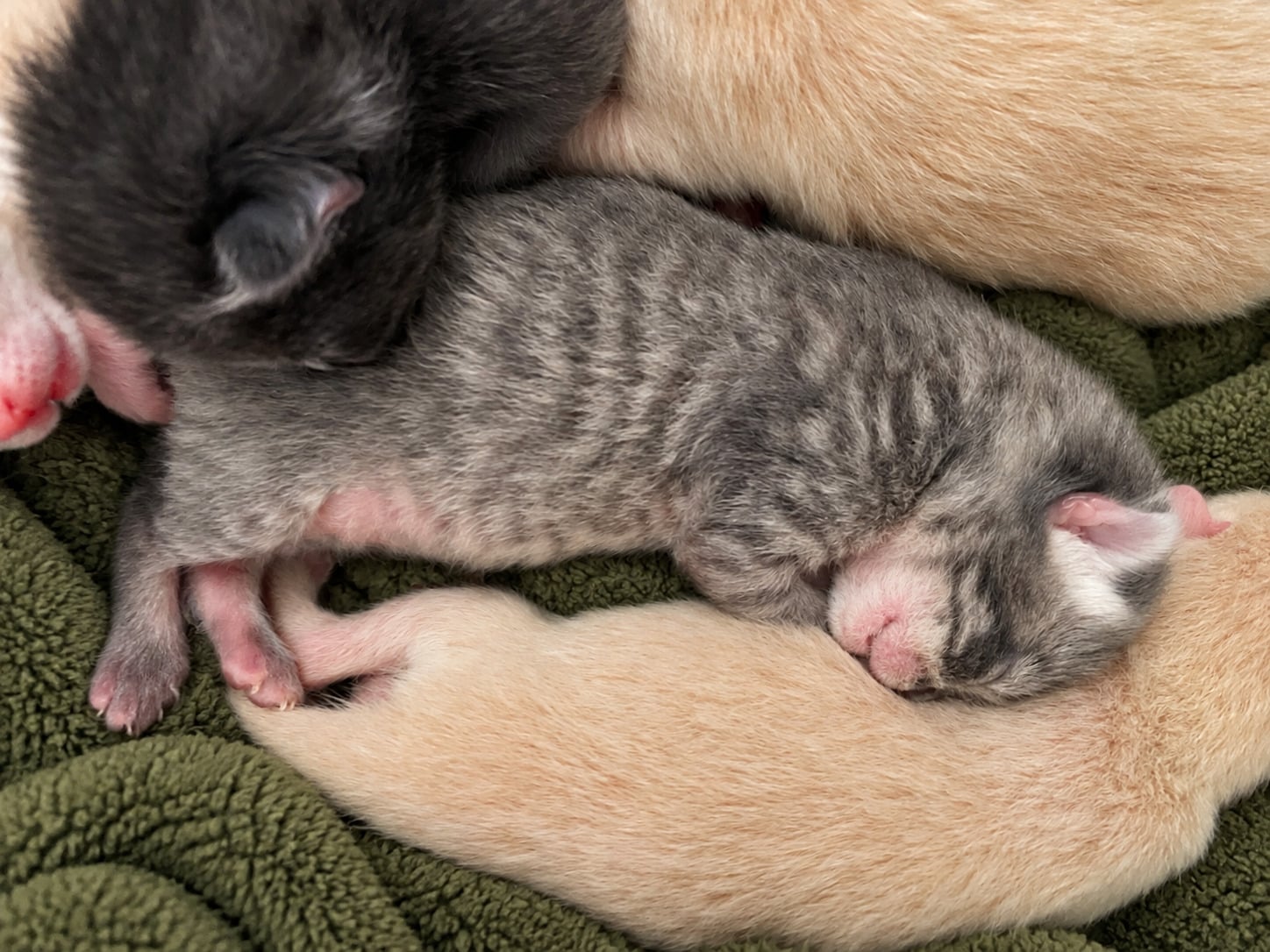 Grey tabby female  - Cats & Kittens