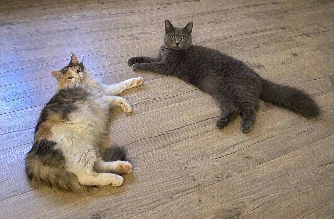 Portsmouth Ragdoll x Russian Blue kittens 