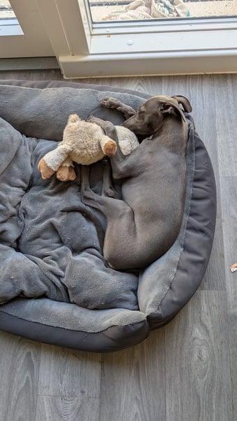 Whippet Puppy Female 