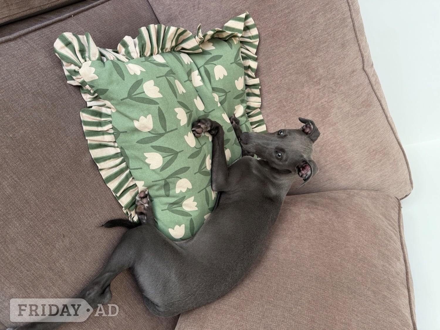 Whippet Puppy Female 