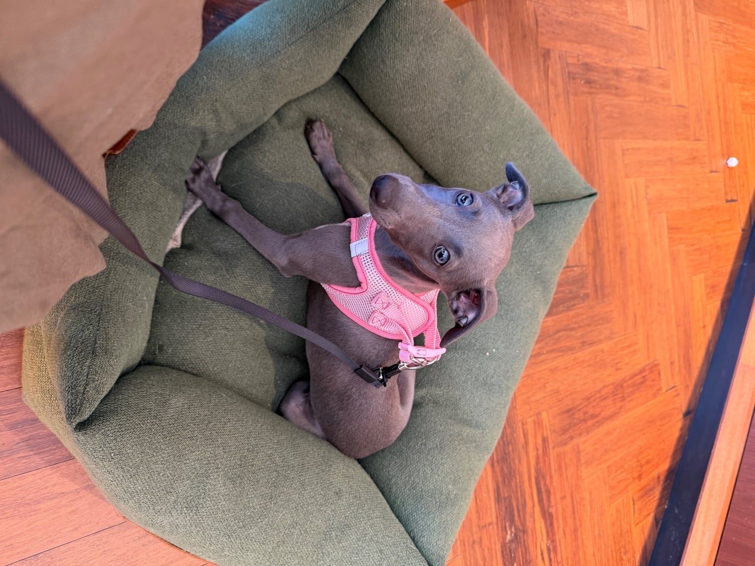 Whippet Puppy Female  - Dogs & Puppies