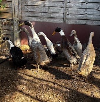 Indian Runner ducks 