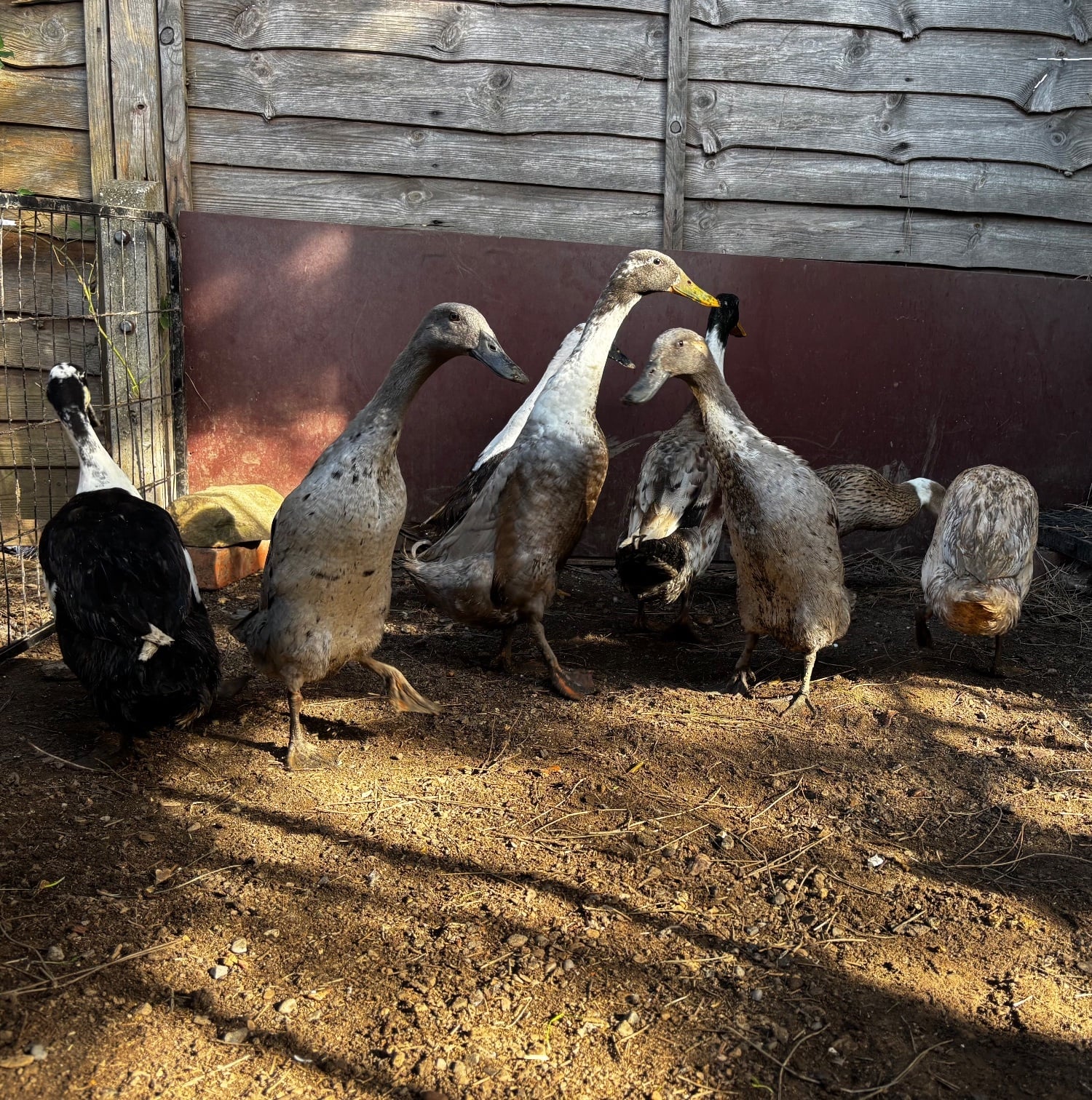 Indian Runner ducks 