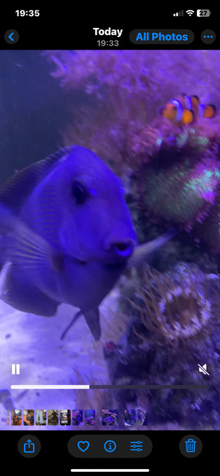 Atlantic Blue Tang