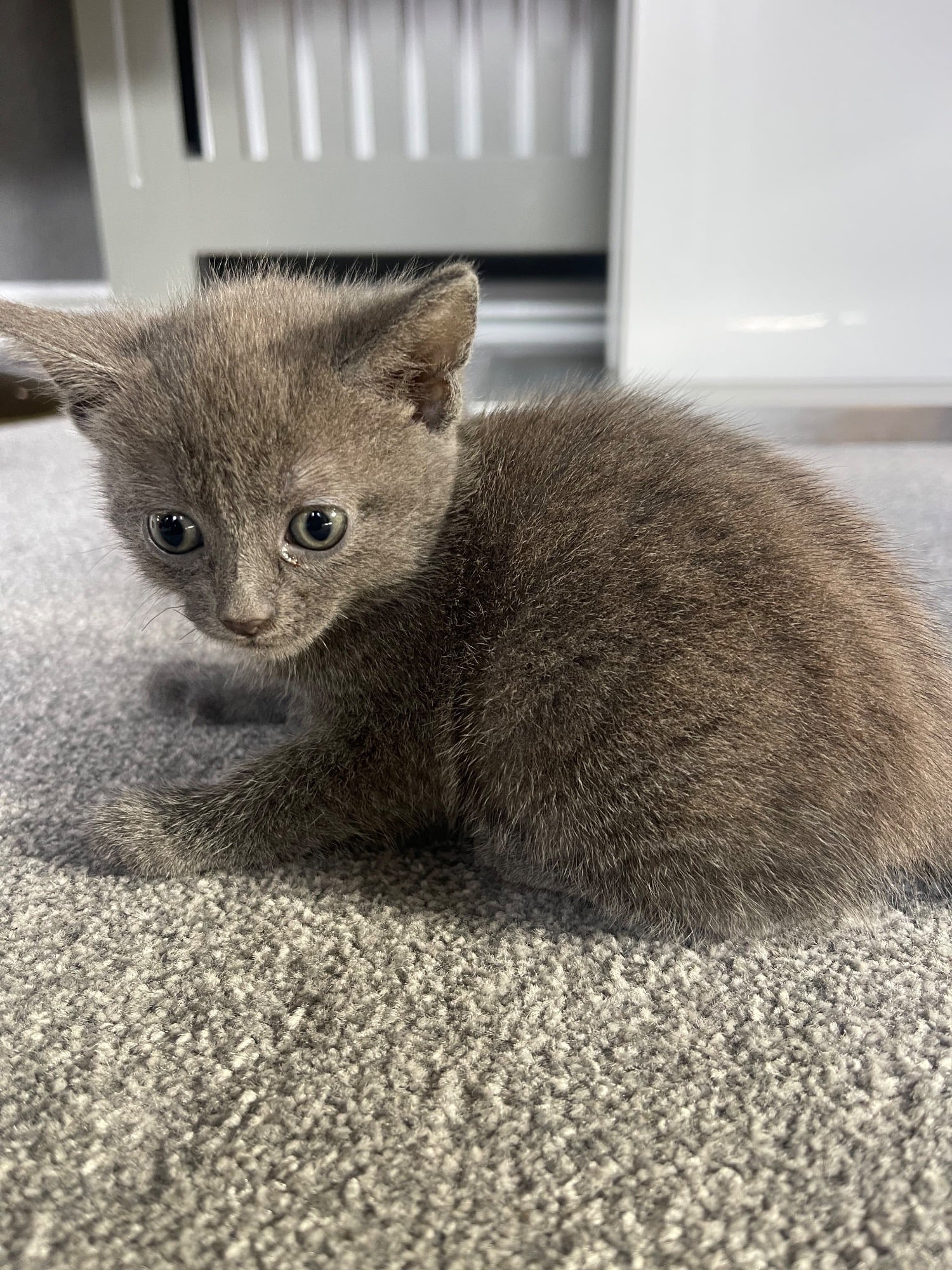 Female Bengal cross main coon in Eastbourne