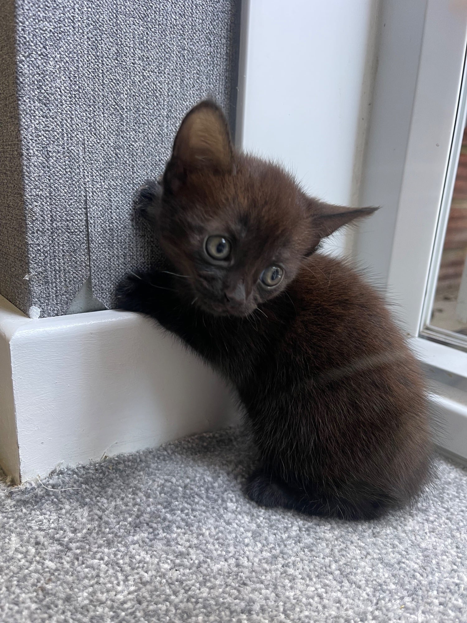 Female Bengal cross main coon