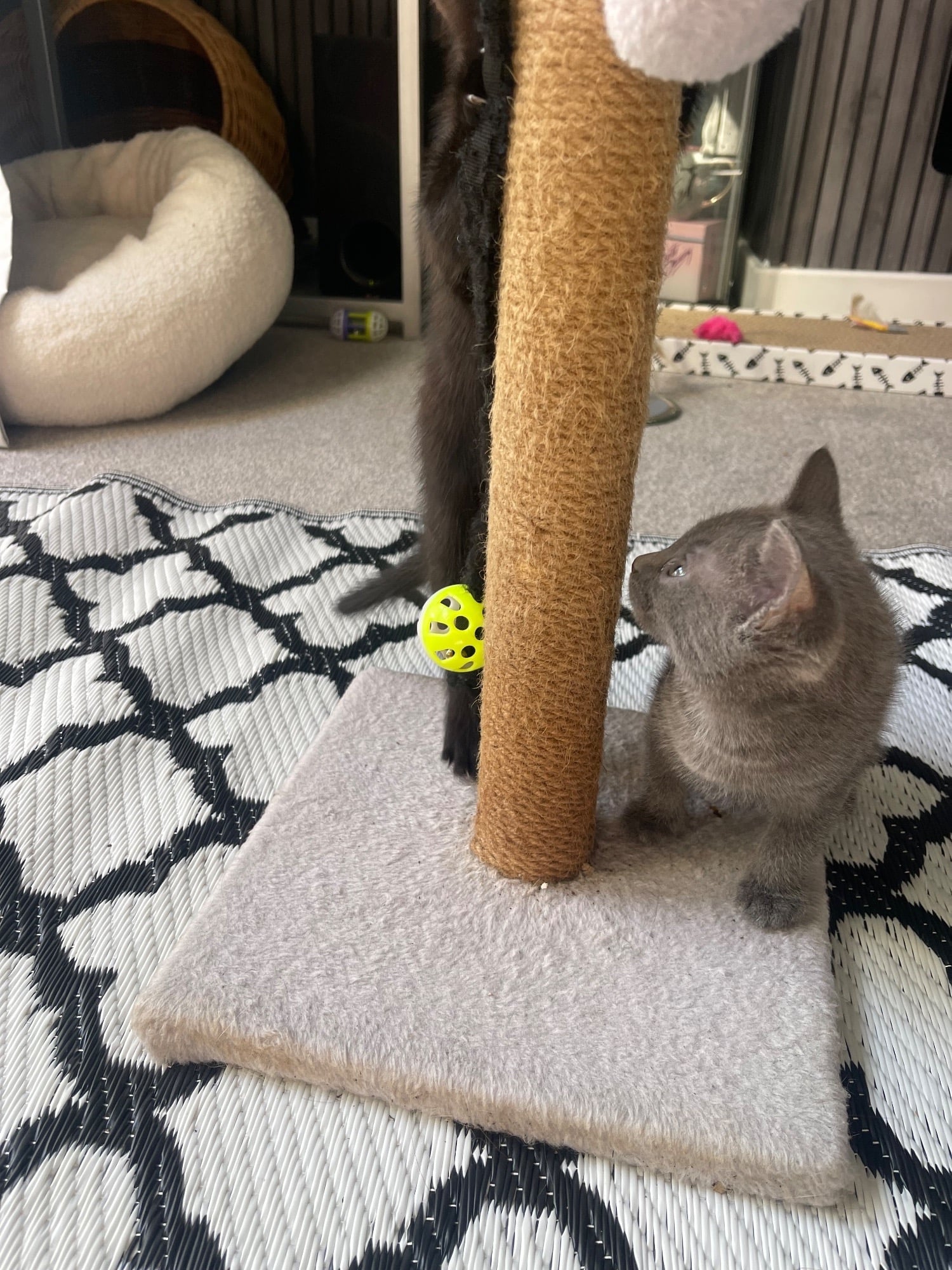 Eastbourne Female Bengal cross main coon